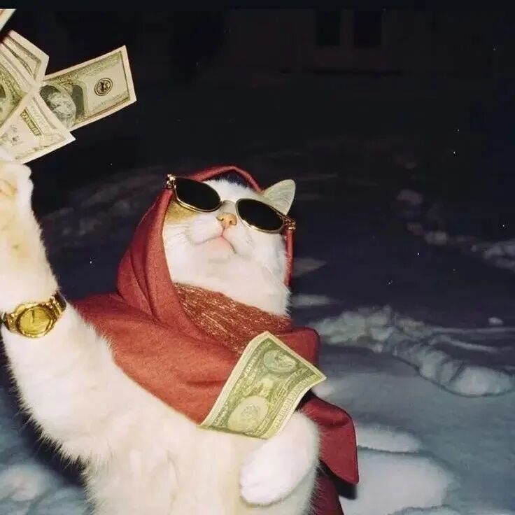 慵懒的猫咪可爱头像_佛系小猫图片大全-2