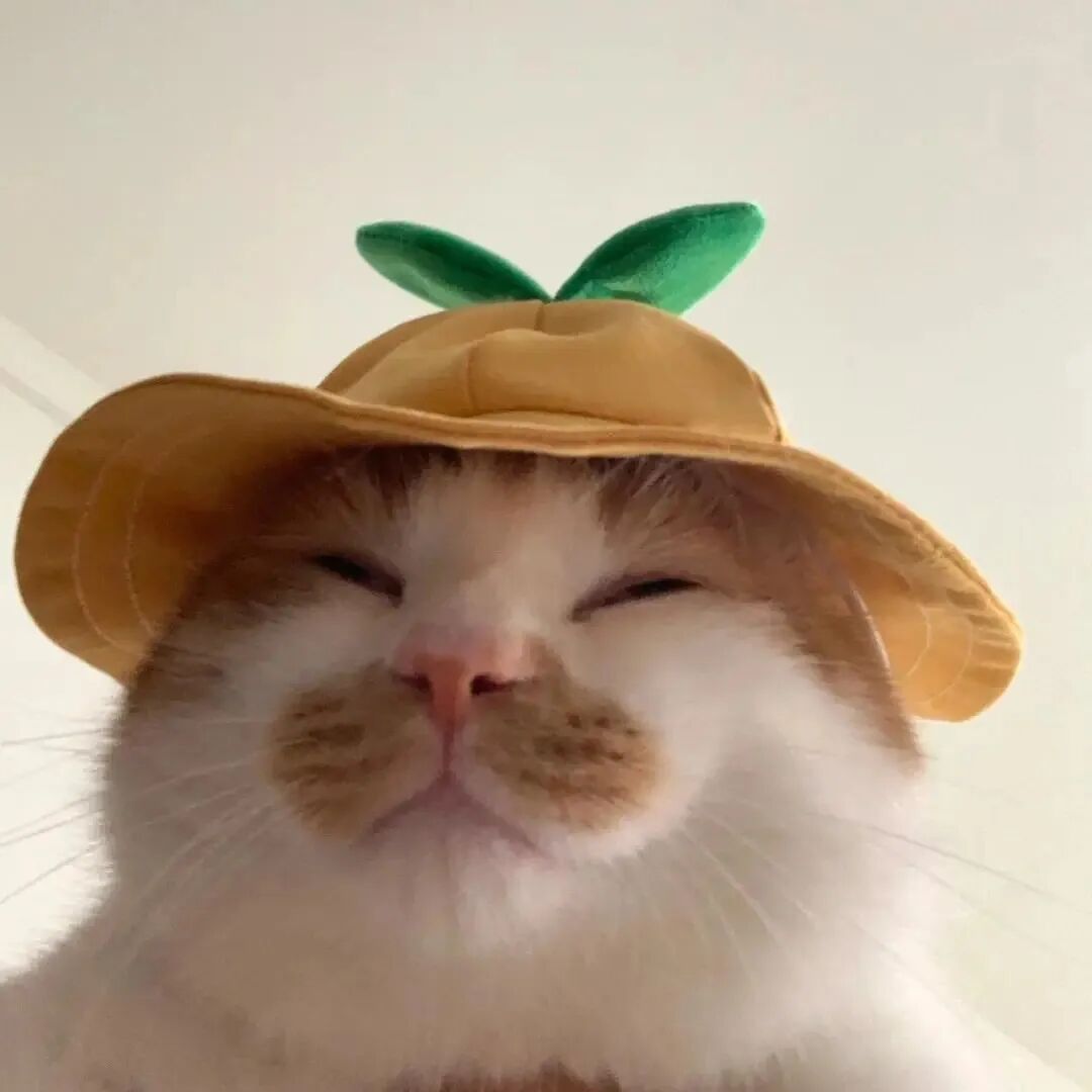 慵懒的猫咪可爱头像_佛系小猫图片大全-5