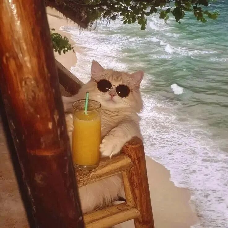 慵懒的猫咪可爱头像_佛系小猫图片大全-3