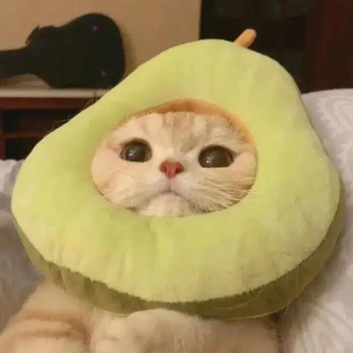 慵懒的猫咪可爱头像_佛系小猫图片大全-4