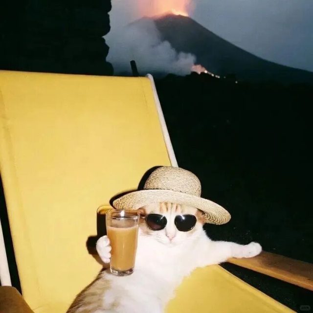 慵懒的猫咪可爱头像_佛系小猫图片大全(8张)