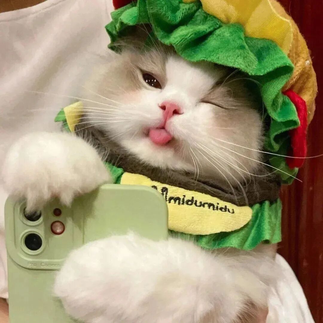 慵懒的猫咪可爱头像_佛系小猫图片大全-7