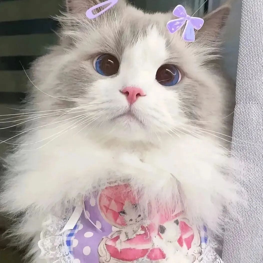 超级可爱的小猫头像_可爱头像小猫咪图片-8