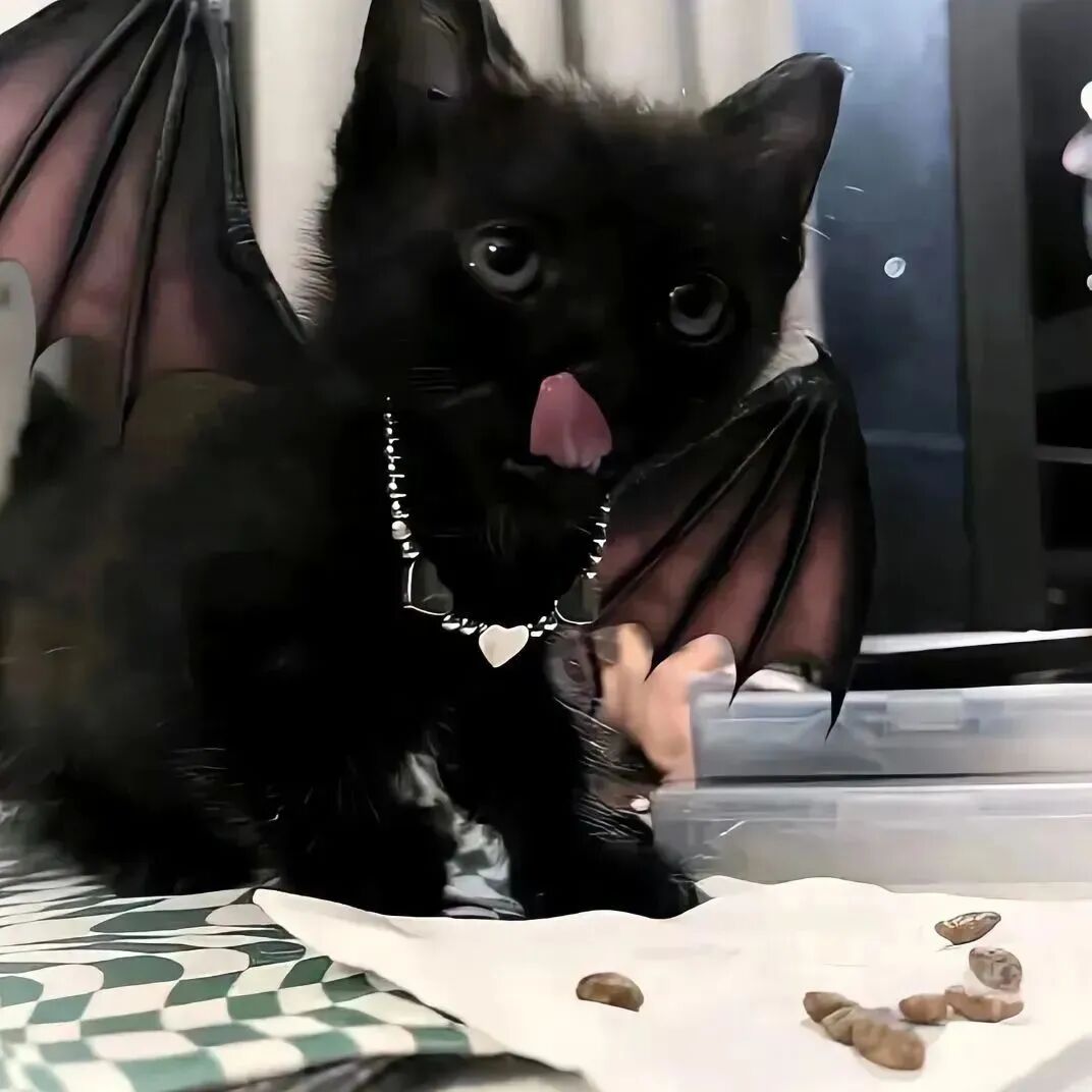 超级可爱的小猫头像_可爱头像小猫咪图片-7