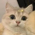 超级可爱的小猫头像_可爱头像小猫咪图片(8张)