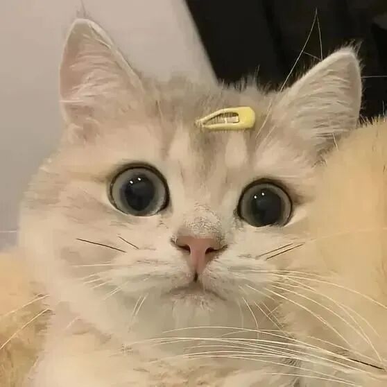 超级可爱的小猫头像_可爱头像小猫咪图片(8张)