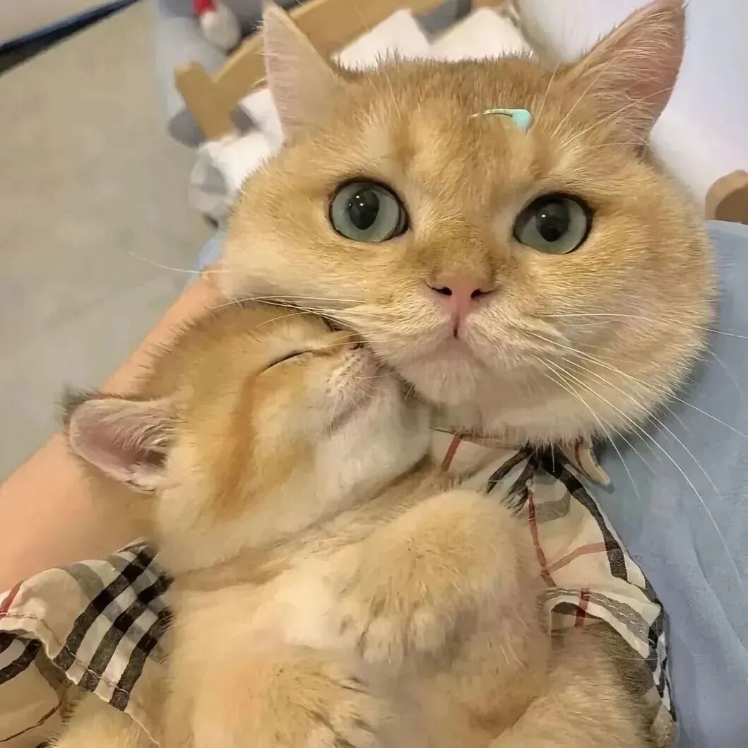 超级可爱的小猫头像_可爱头像小猫咪图片-6