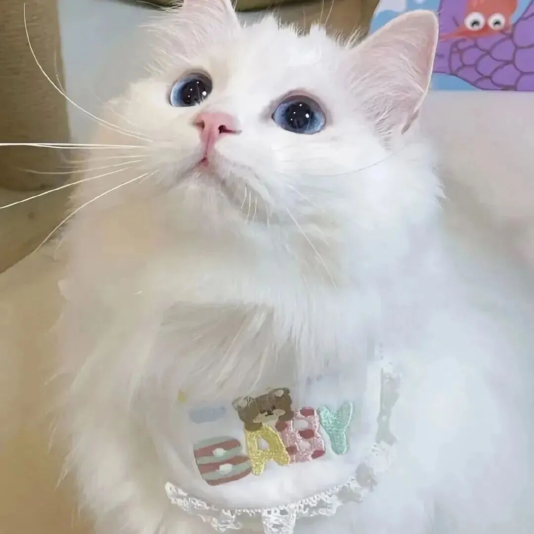 超级可爱的小猫头像_可爱头像小猫咪图片-4