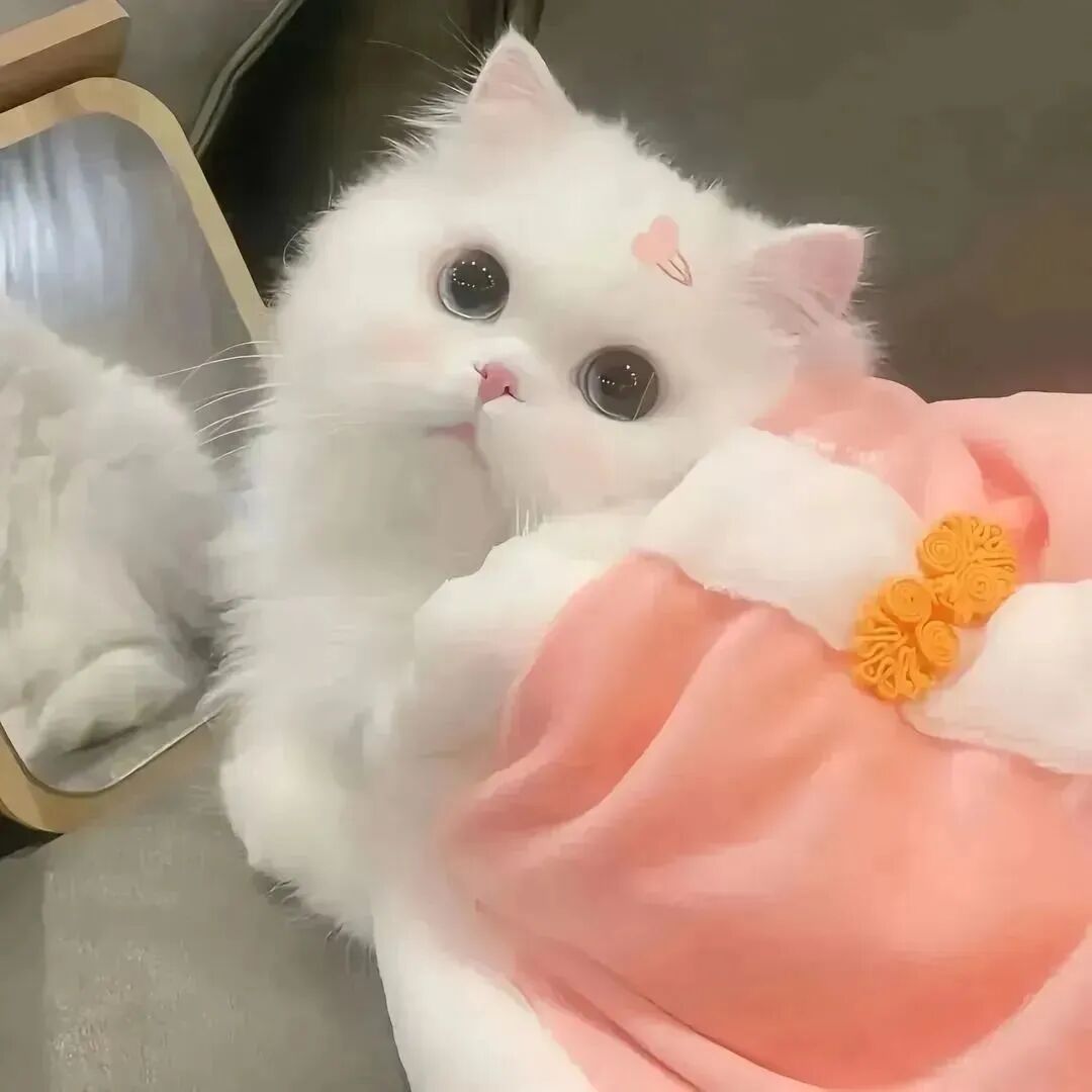 超级可爱的小猫头像_可爱头像小猫咪图片-5