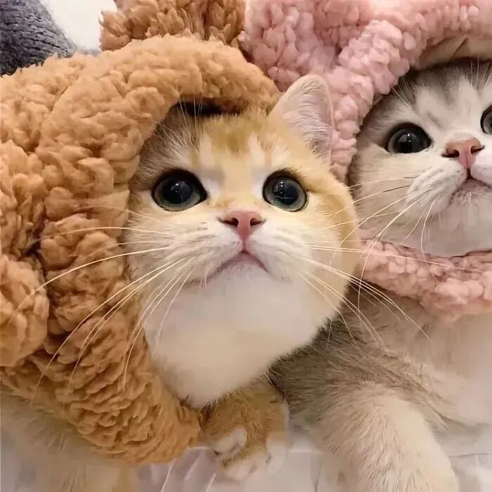 超级可爱的小猫头像_可爱头像小猫咪图片-2