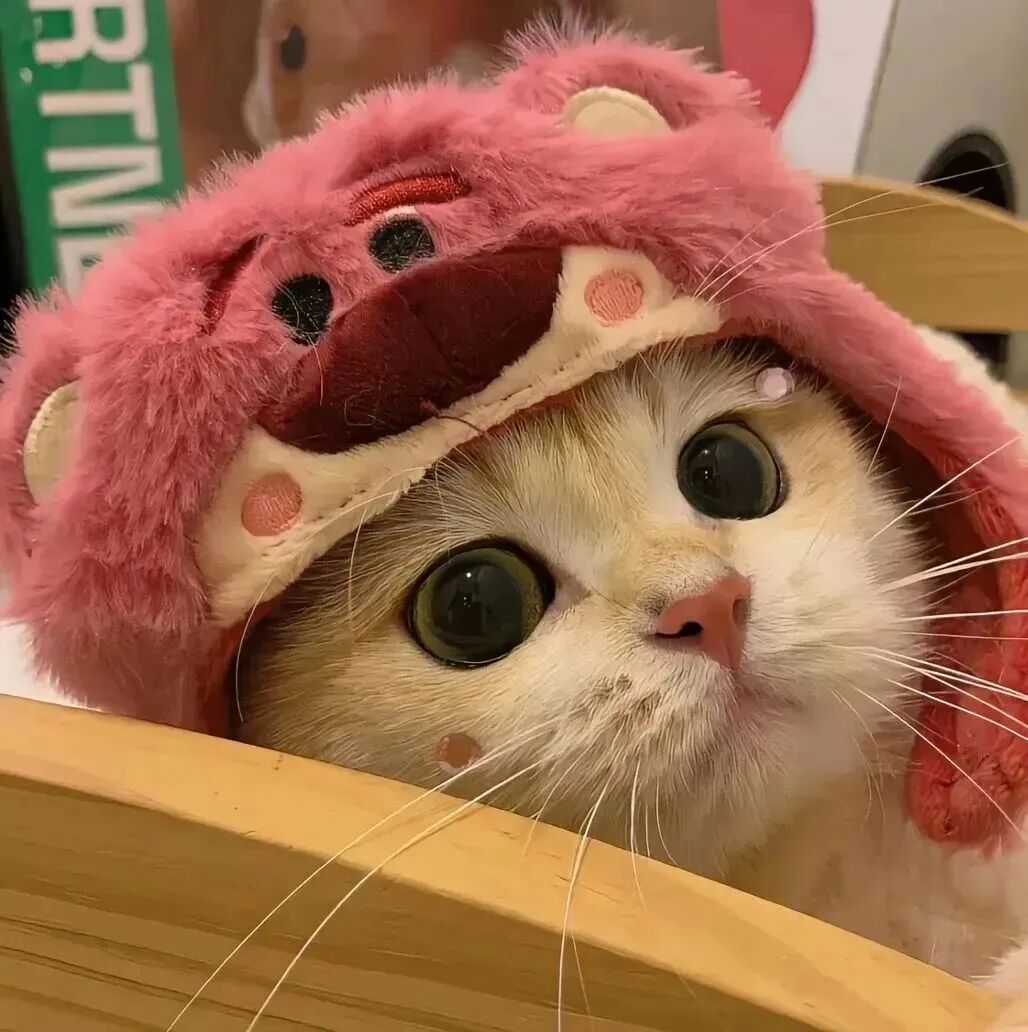 小猫图片卡通可爱头像_可以当头像的小猫图-3