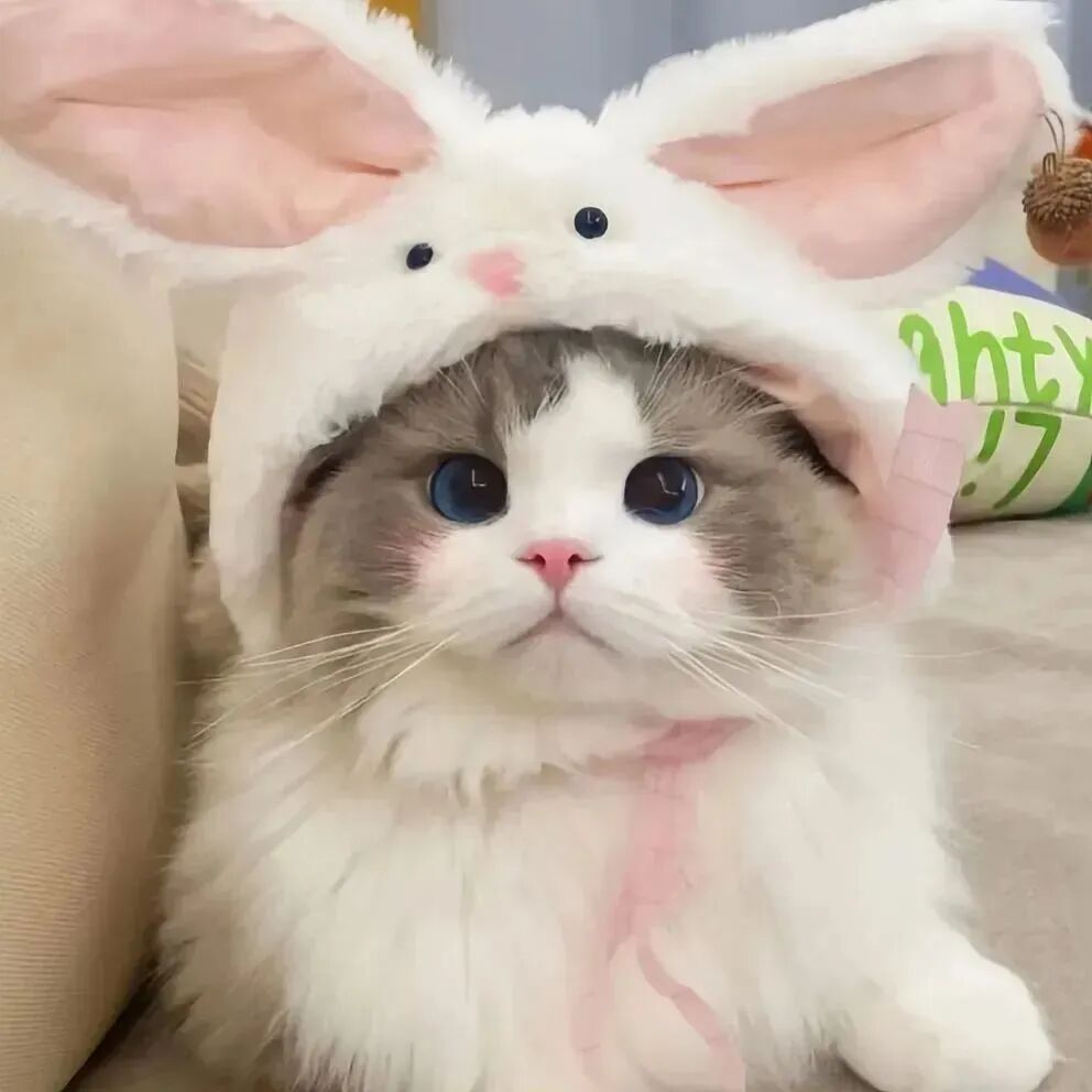 小猫图片卡通可爱头像_可以当头像的小猫图-1