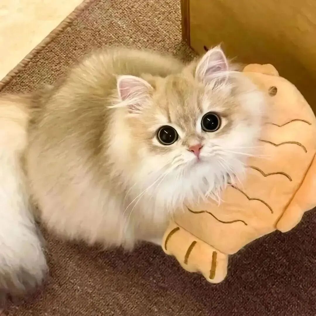 小猫图片卡通可爱头像_可以当头像的小猫图-2