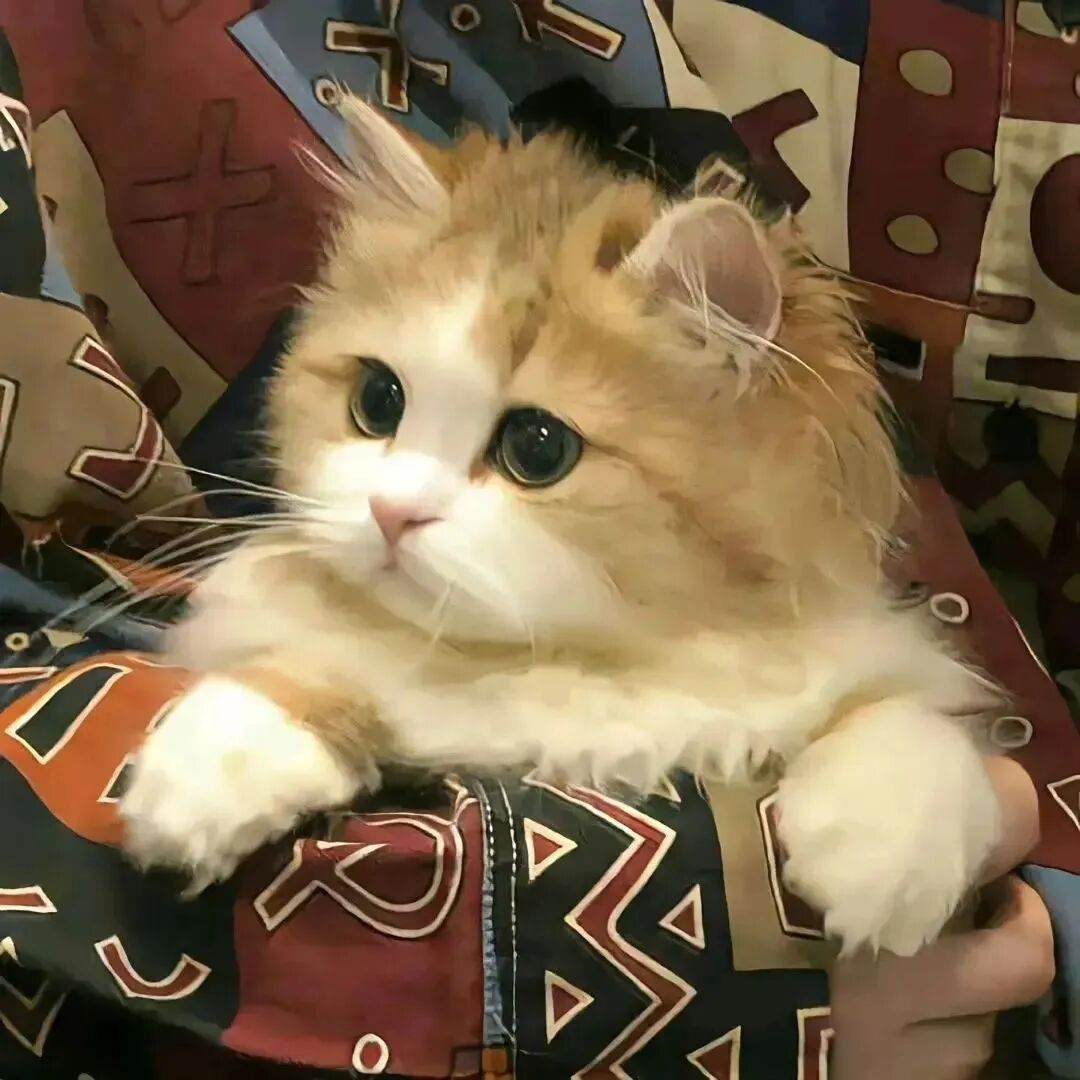 小猫图片卡通可爱头像_可以当头像的小猫图-6