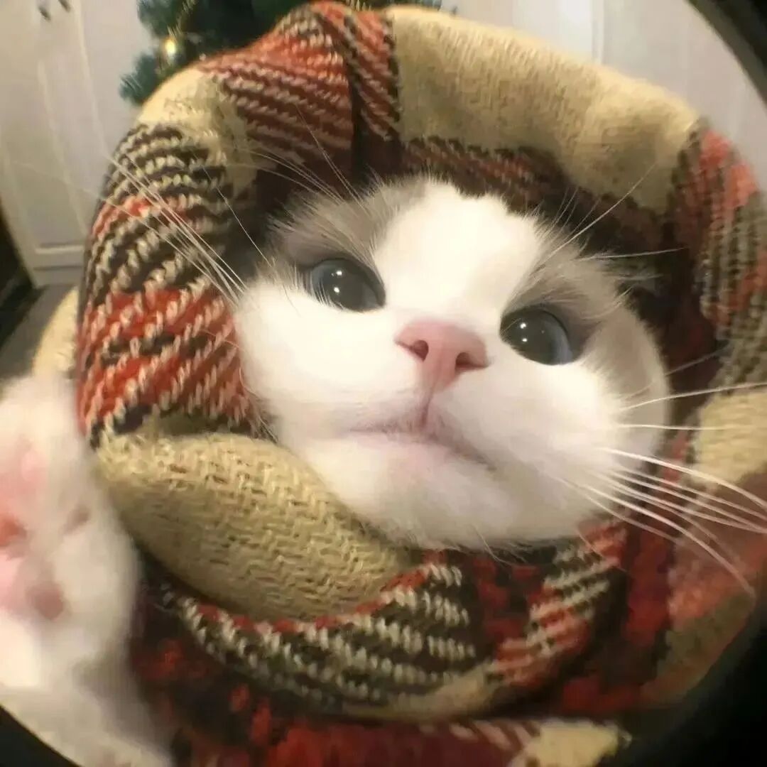 小猫图片卡通可爱头像_可以当头像的小猫图-5