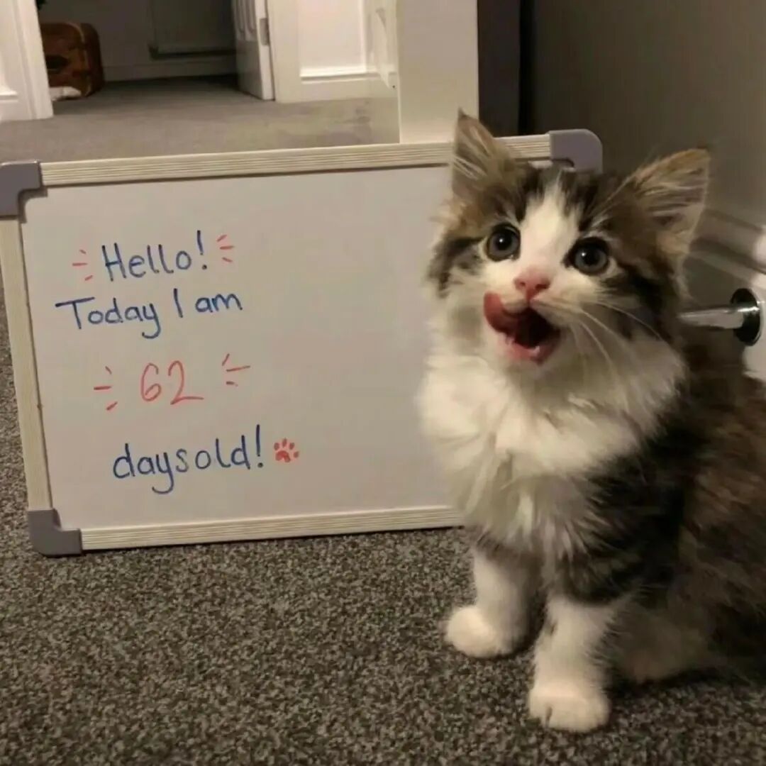 用猫咪当头像可爱图片_好看的猫咪头像-2