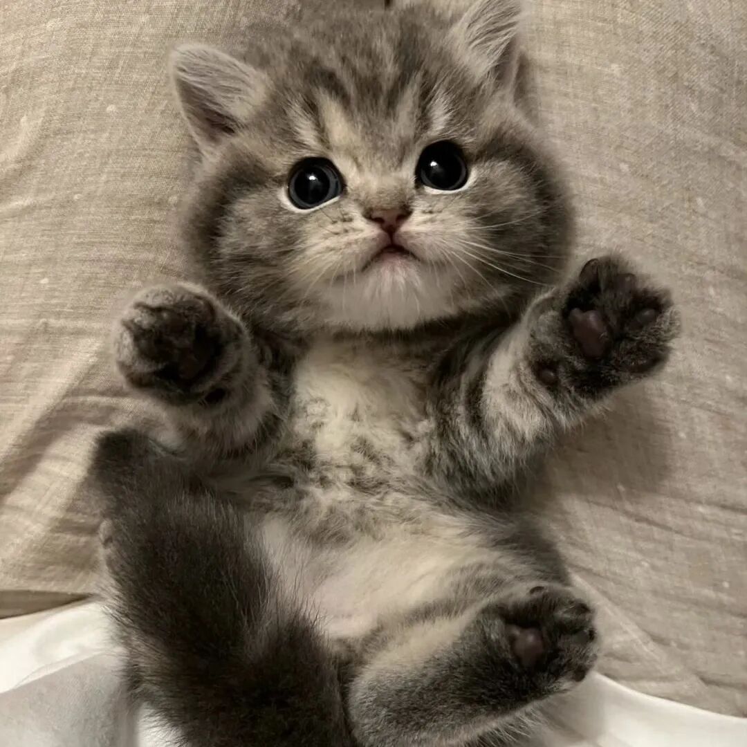 用猫咪当头像可爱图片_好看的猫咪头像-6