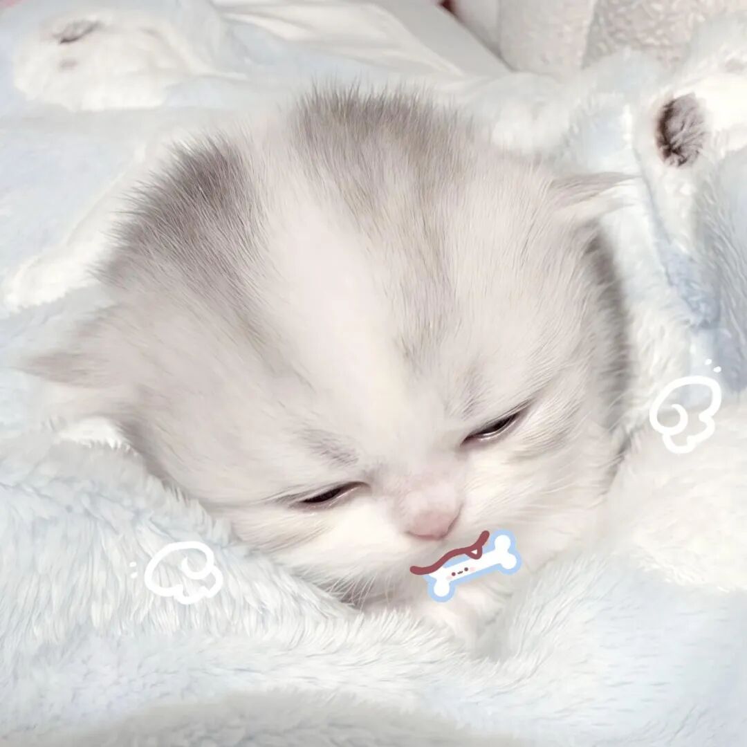 用猫咪当头像可爱图片_好看的猫咪头像-3