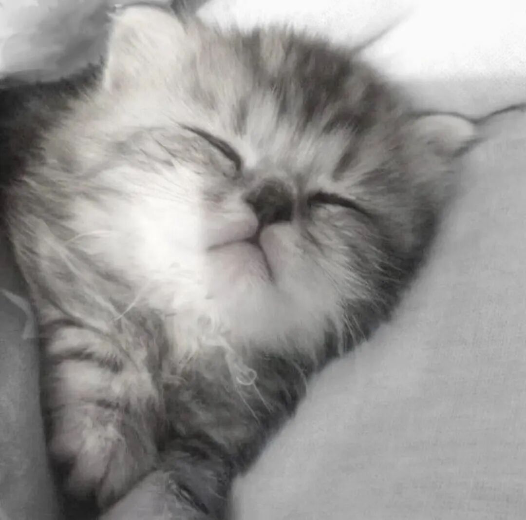 用猫咪当头像可爱图片_好看的猫咪头像-1