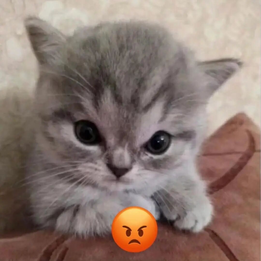 用猫咪当头像可爱图片_好看的猫咪头像-4