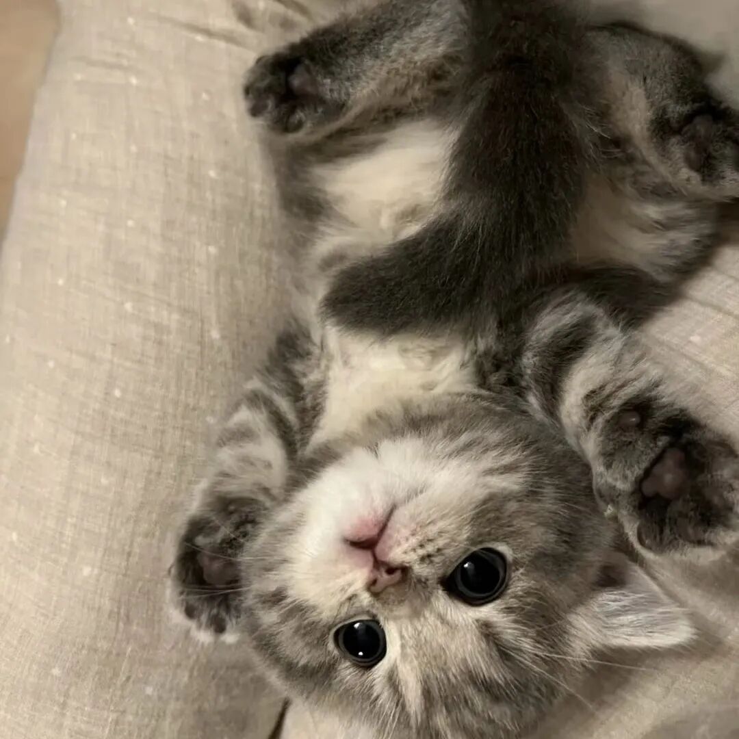 用猫咪当头像可爱图片_好看的猫咪头像-8