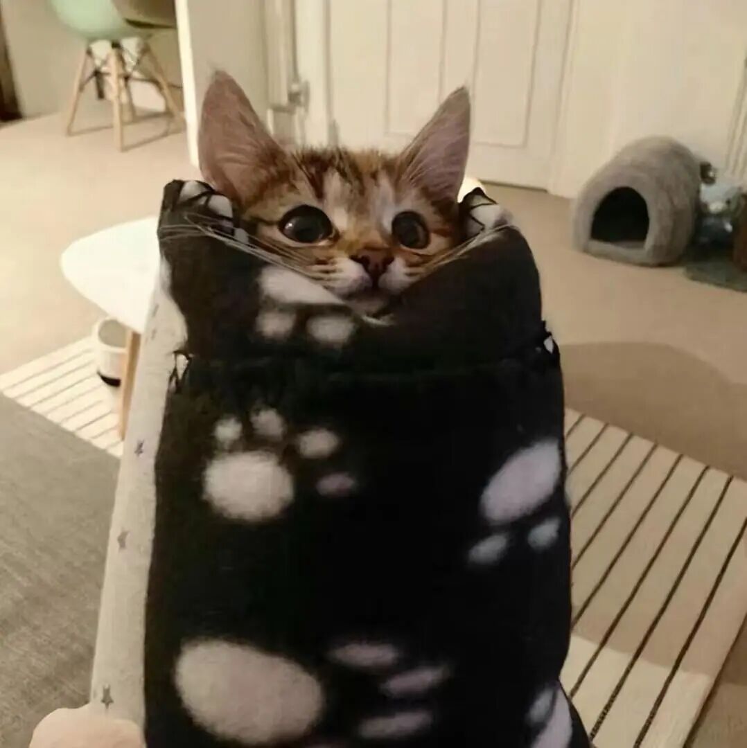 用猫咪当头像可爱图片_好看的猫咪头像-7