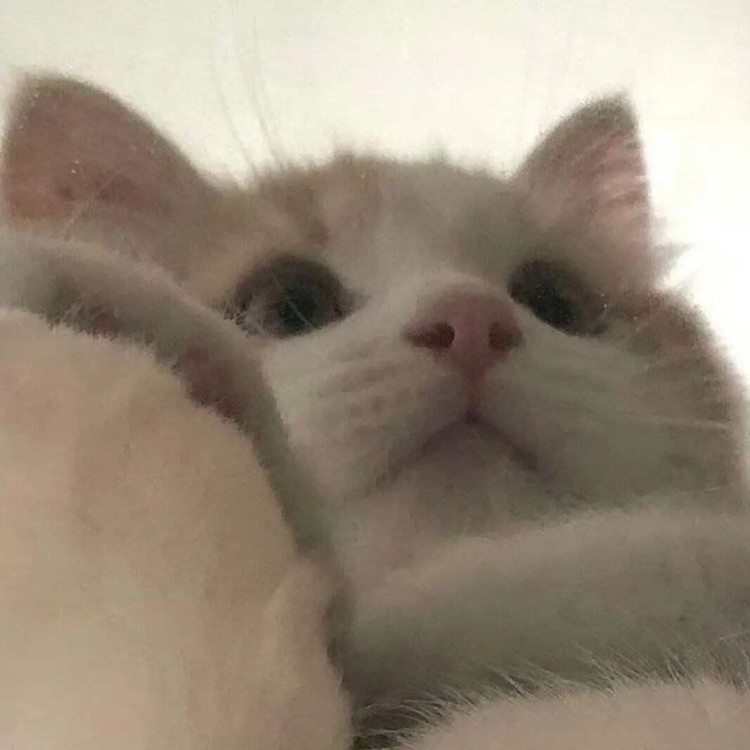 高级慵懒小猫头像图片_小众超萌的小猫头像图-4