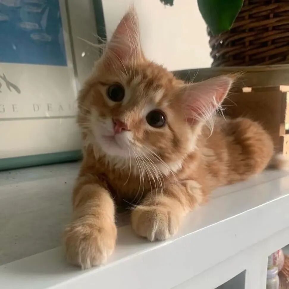 高级慵懒小猫头像图片_小众超萌的小猫头像图-1