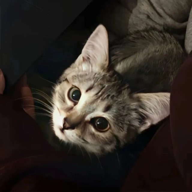 高级慵懒小猫头像图片_小众超萌的小猫头像图(8张)